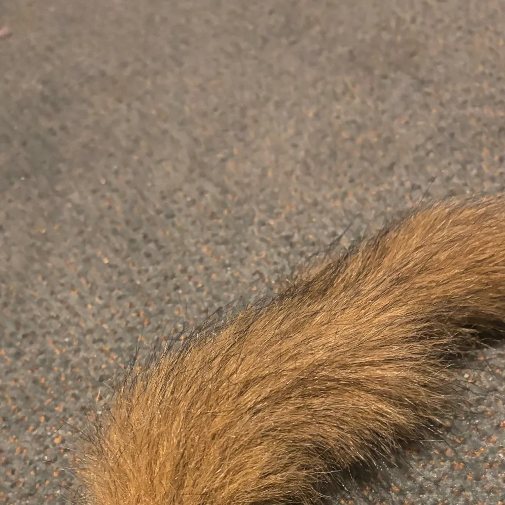 chat with ai character: Crazy critter