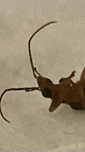 ai character: Cockroach from my  background