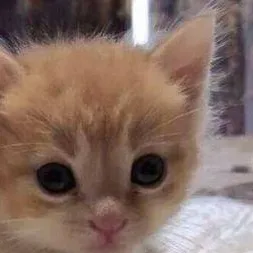 chat with ai character: Котята
