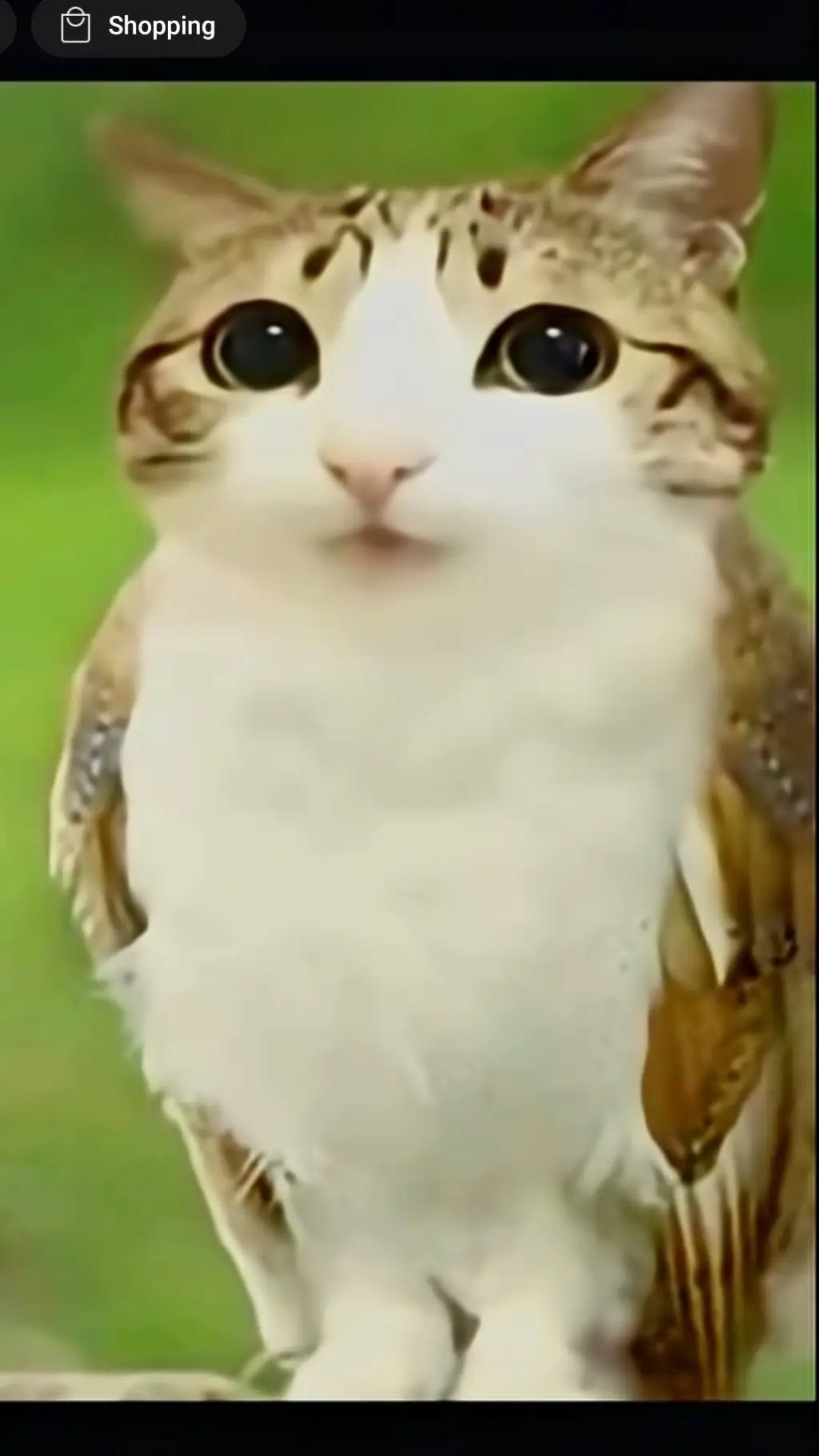 ai character: a simple meowl background