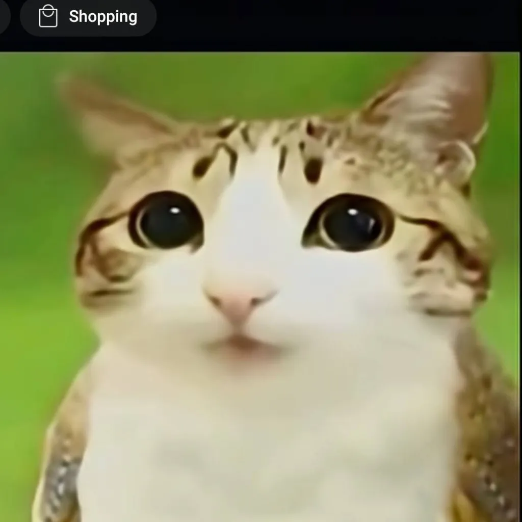 chat with ai character: a simple meowl