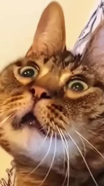 ai character: MY BABY background