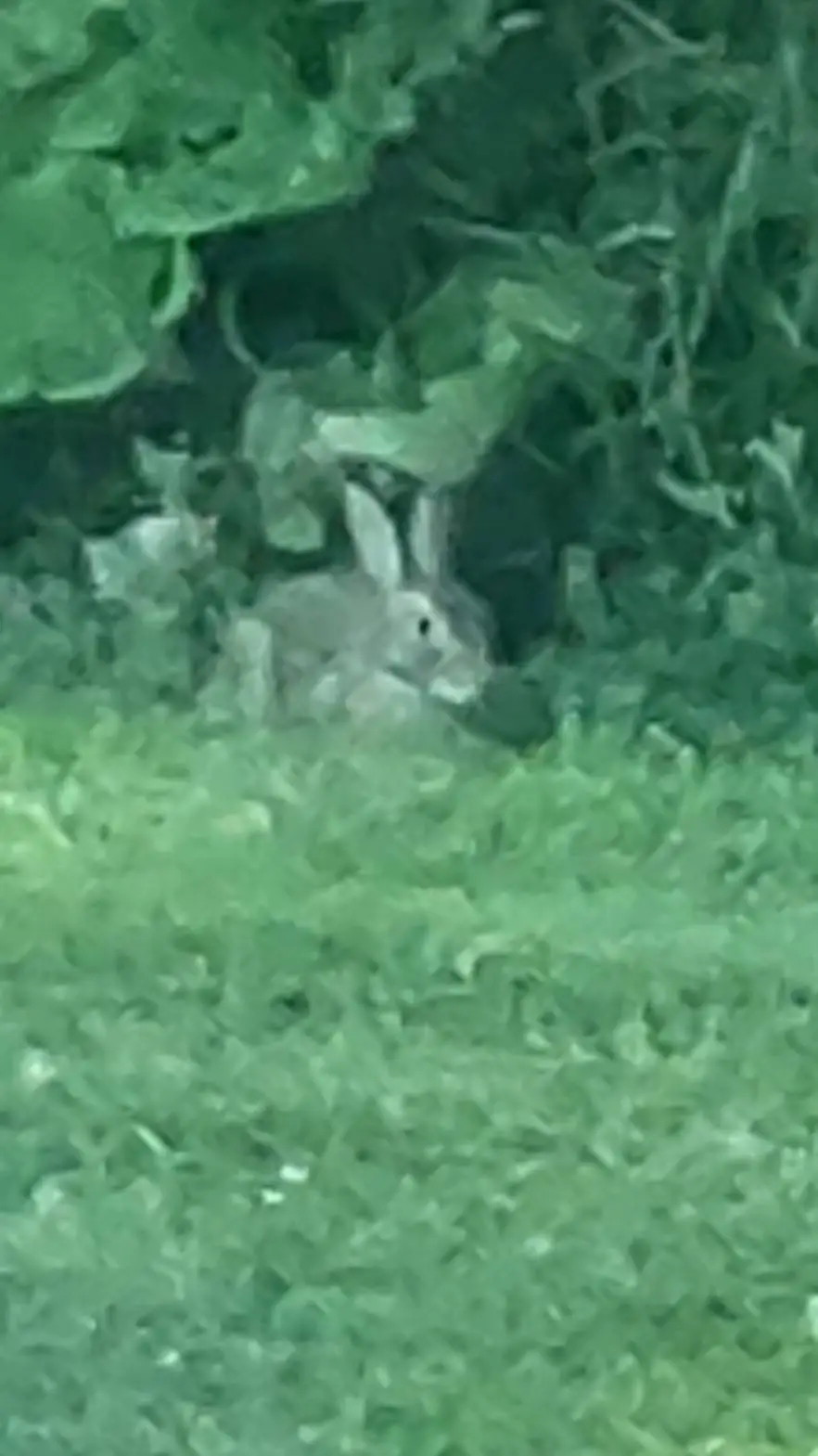 ai character: cute background