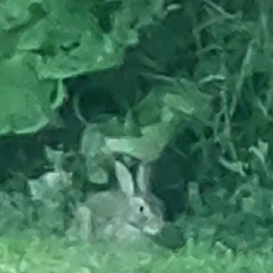 chat with ai character: cute