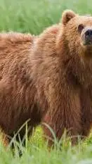ai character: bear remake background
