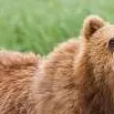 chat with ai character: bear remake