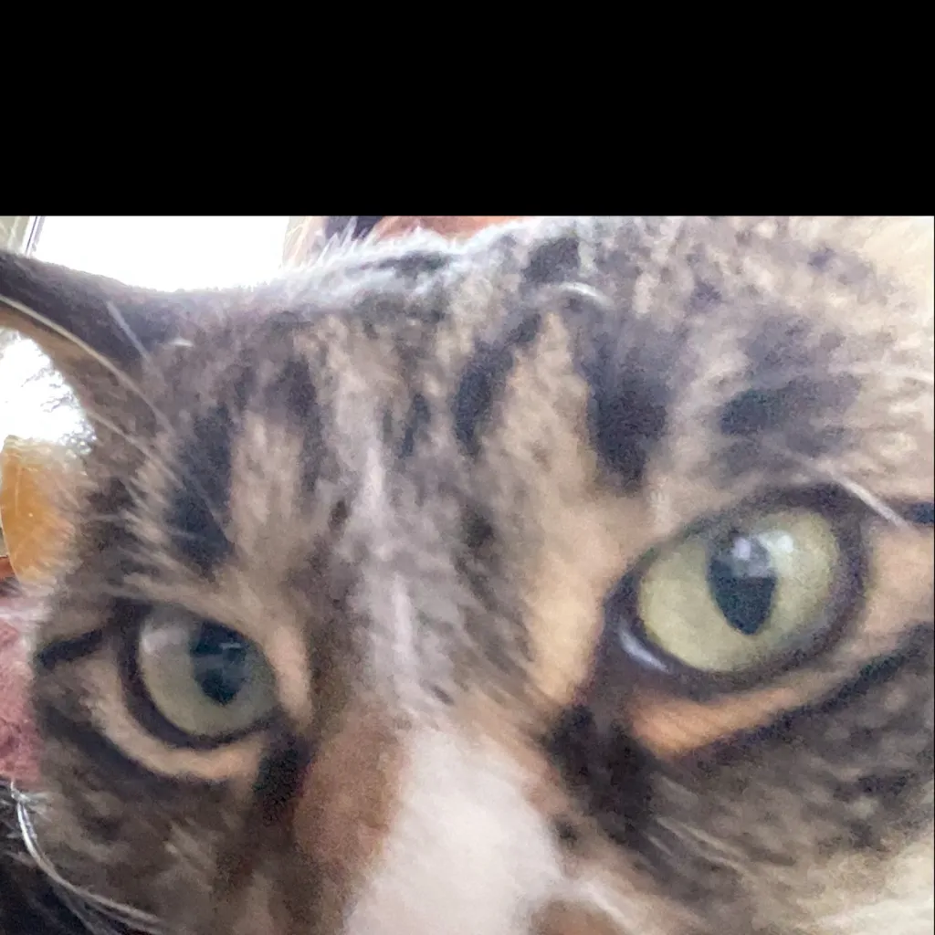 chat with ai character: School tiny/giant