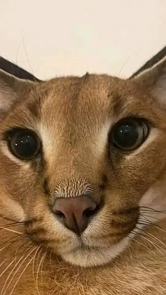 ai character: roast this talkie  background