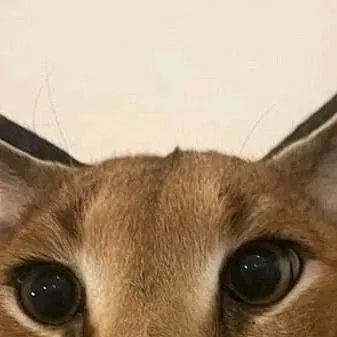 chat with ai character: roast this talkie 