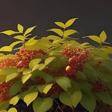 chat with ai character: SCP-4032