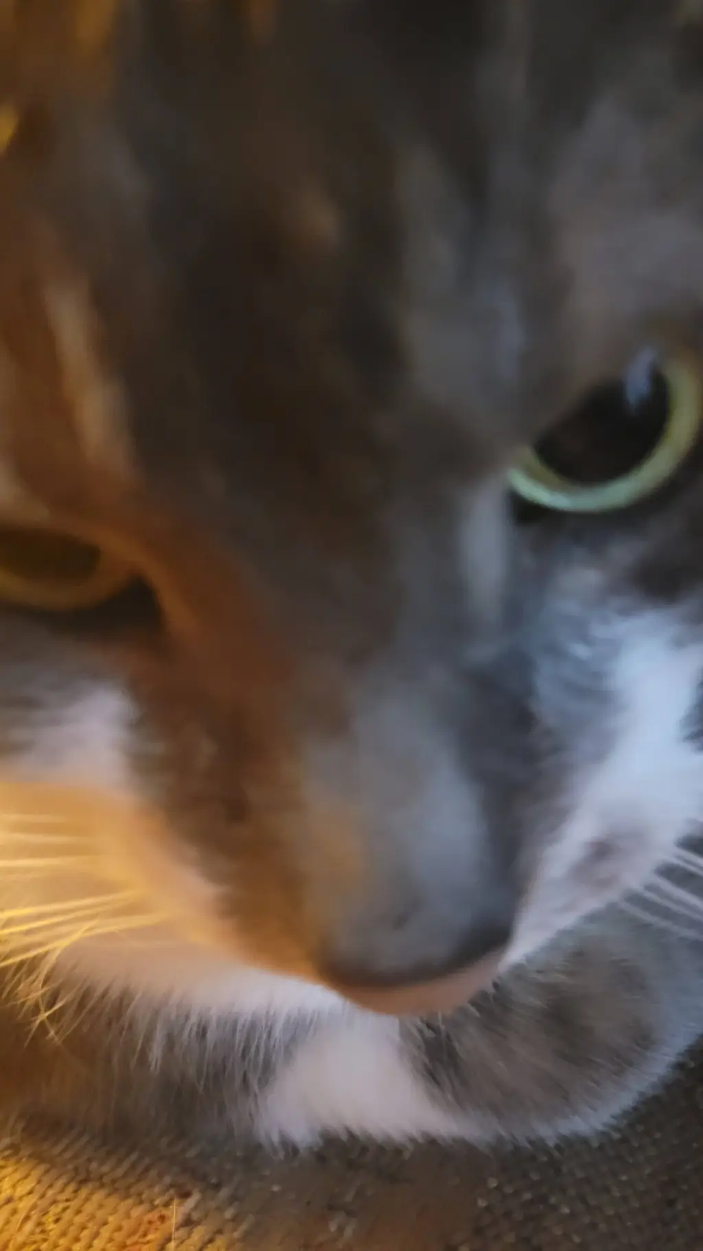 Talkie AI - Chat with HuffnPuff