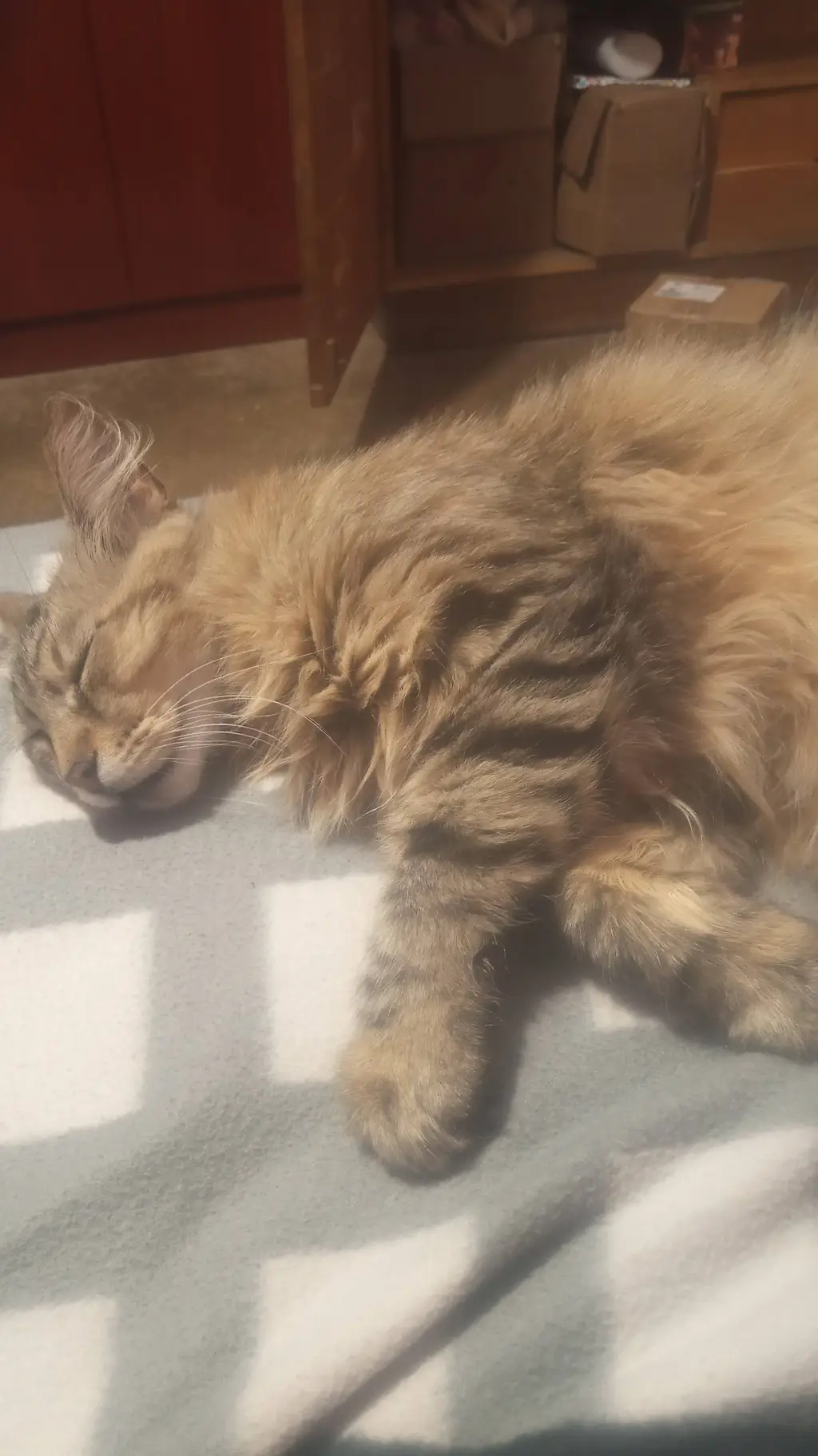 ai character: Gato Gordito background