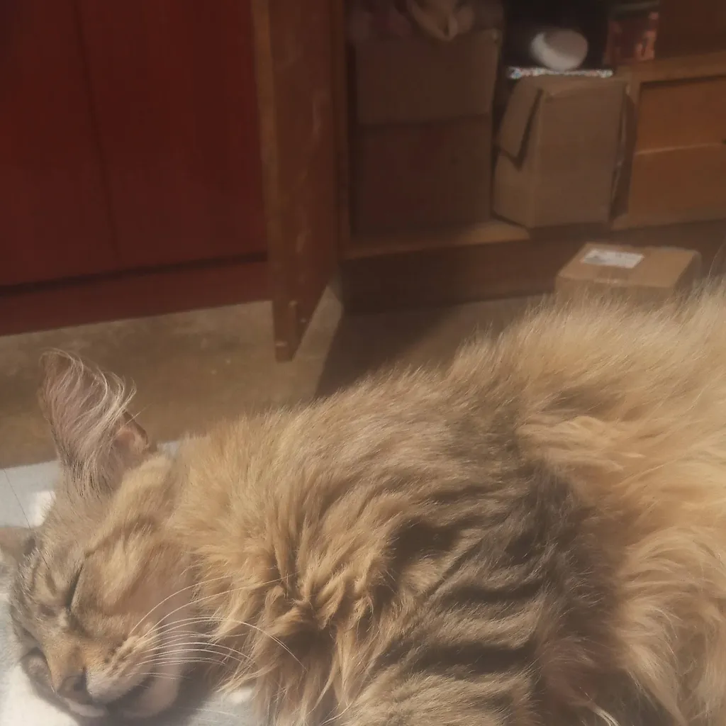 chat with ai character: Gato Gordito