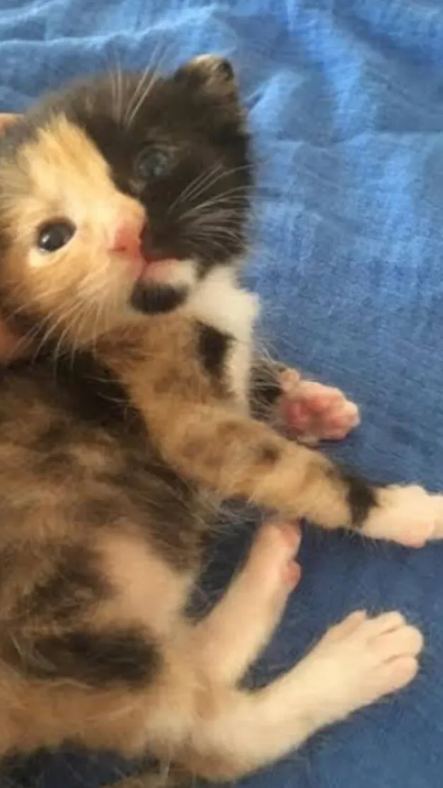 ai character: Stray kitten background