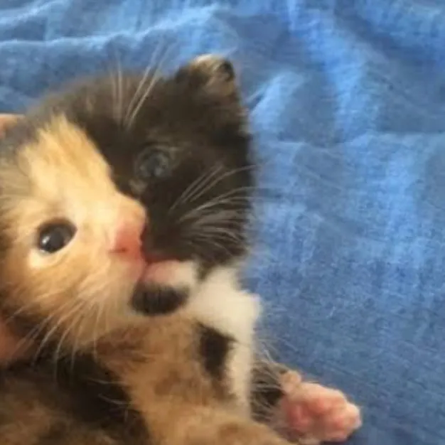 chat with ai character: Stray kitten