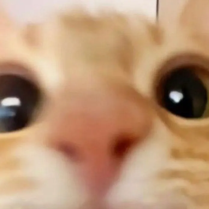 chat with ai character: Kitty