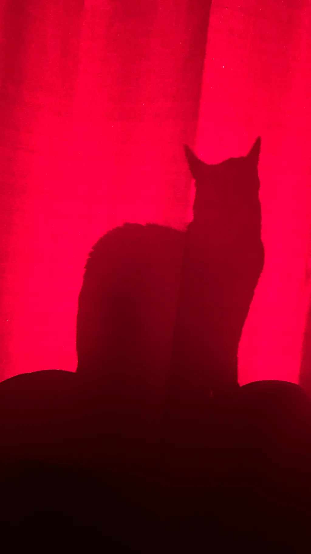 ai character: Demon-Cat. background