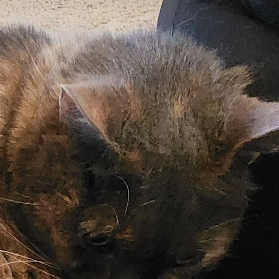 chat with ai character: muzan