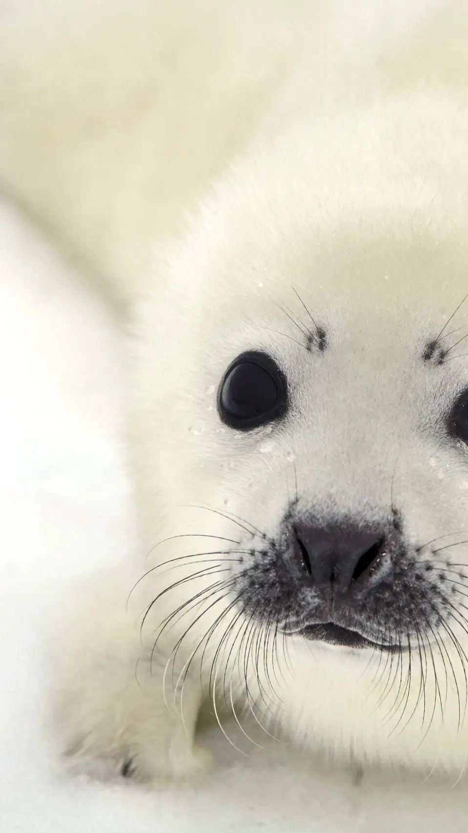 ai character: lost harp pup seal background