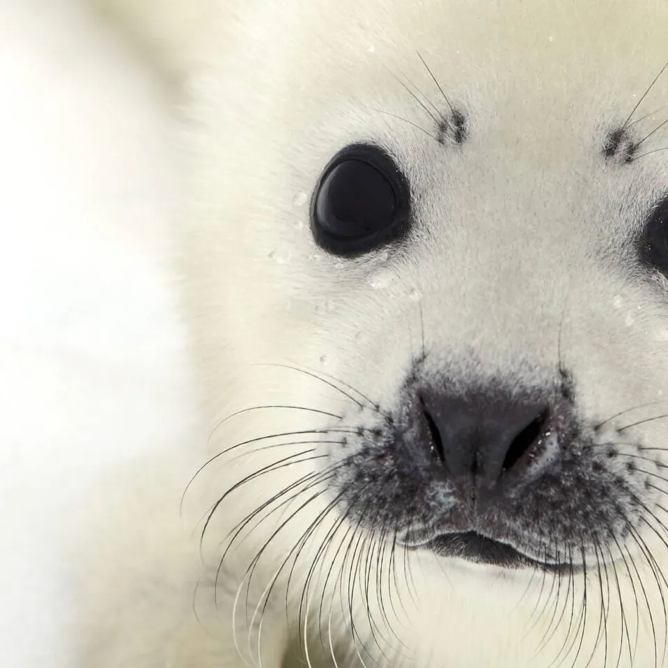 chat with ai character: lost harp pup seal