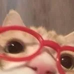 chat with ai character: Kittykittycute