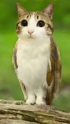 ai character: Meowl background