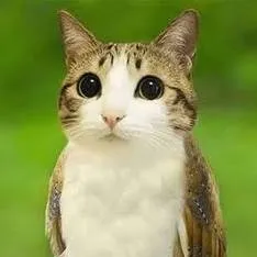 chat with ai character: Meowl