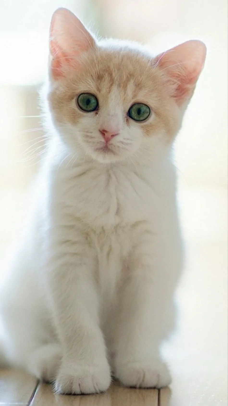 ai character: kitty! background