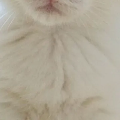 chat with ai character: kitty!