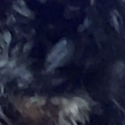 chat with ai character: A black dog 