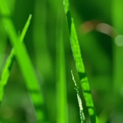 chat with ai character: Grass