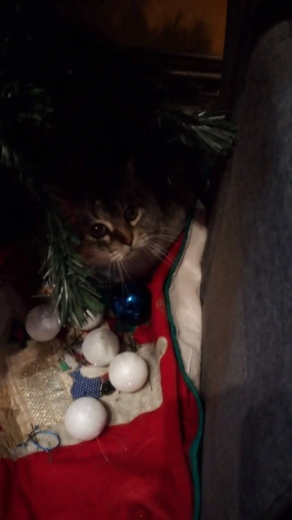 ai character: gatito negro background