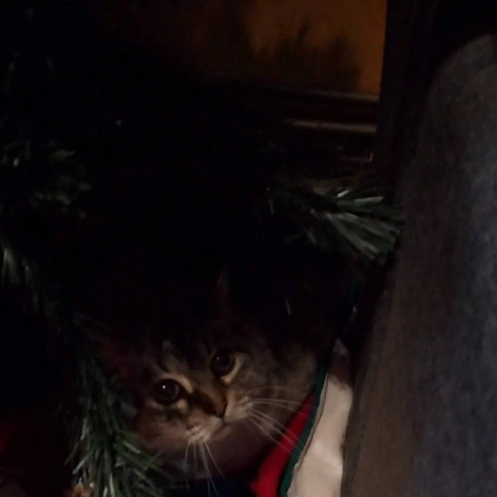 chat with ai character: gatito negro