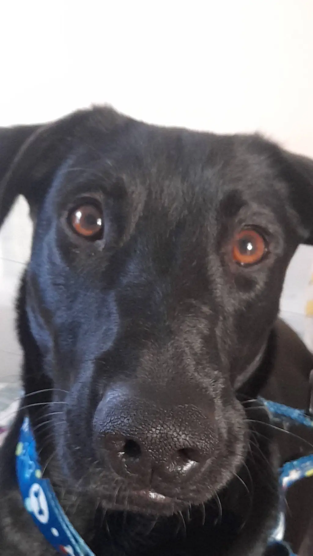 ai character: Salam background