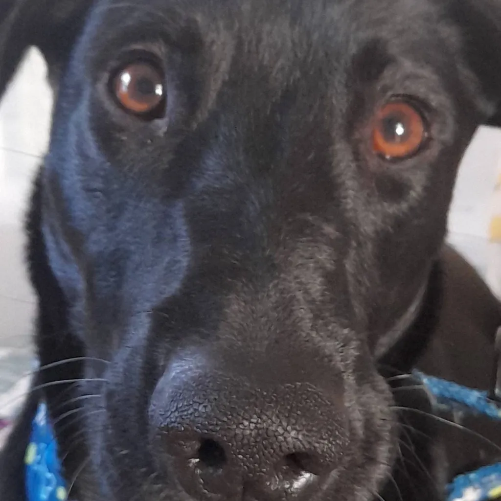 chat with ai character: Salam