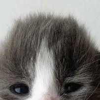 chat with ai character: hide n seek horror