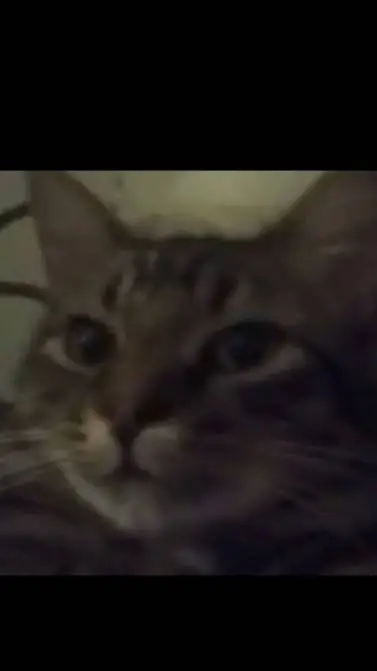 ai character: my friends cat background