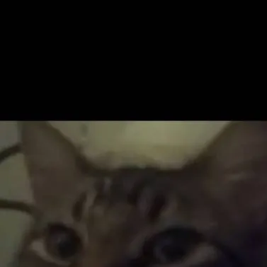 chat with ai character: my friends cat