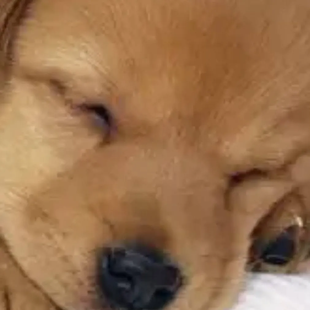 chat with ai character: Puppy daycare!