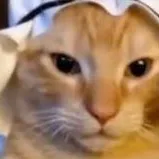 chat with ai character: gato arabe y es 💆💰