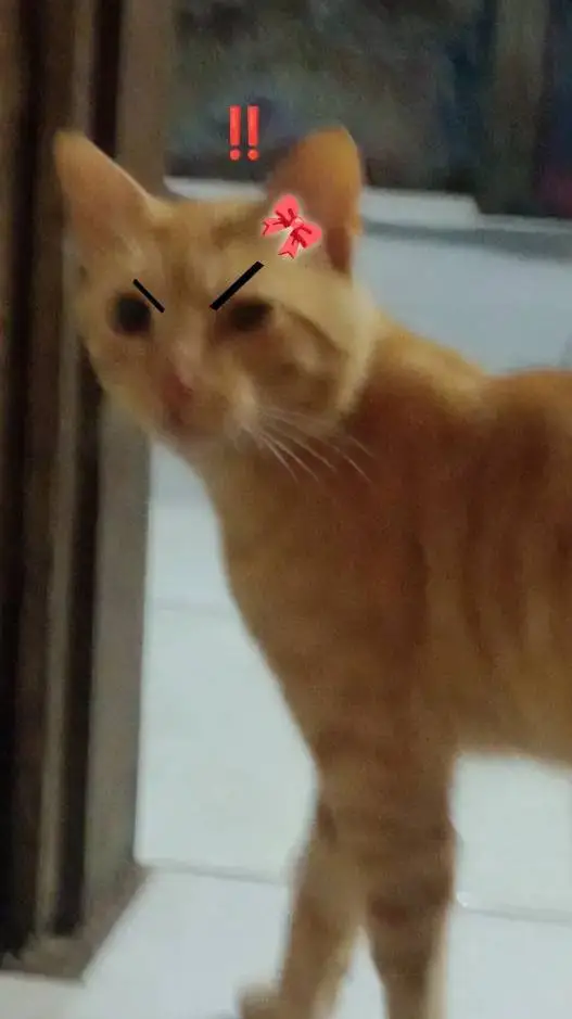 ai character: meu gato  background