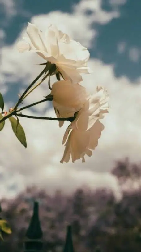 ai character: Muichiro Training background