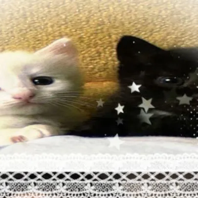 chat with ai character: Minsung as kittens