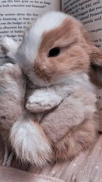 ai character: Fiocco background