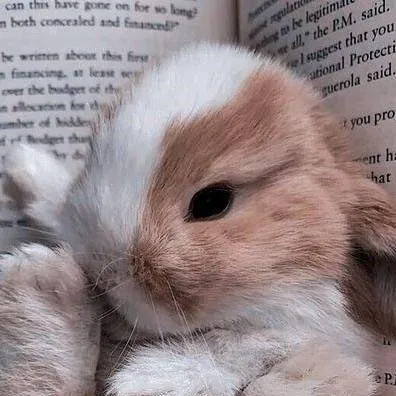 chat with ai character: Fiocco