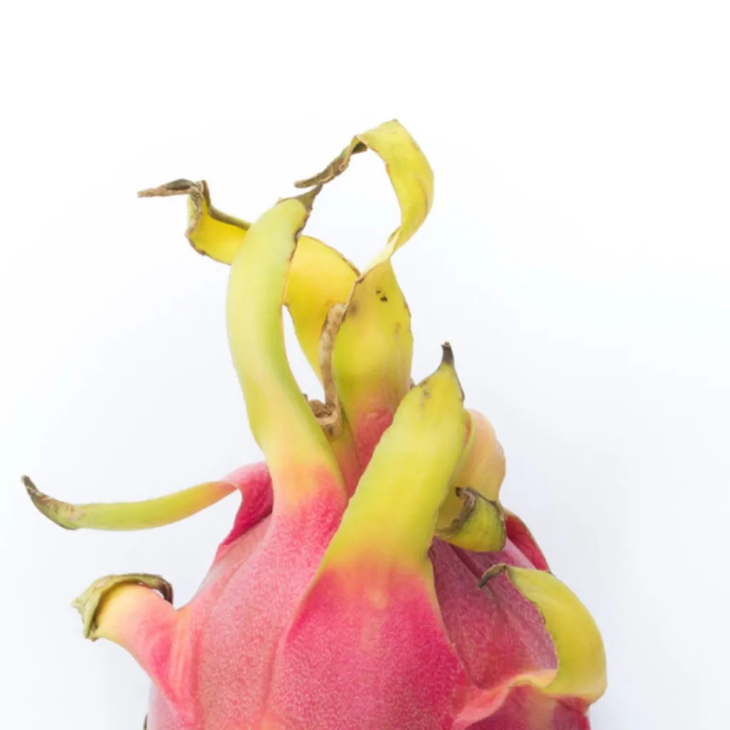 chat with ai character: Dragon fruit