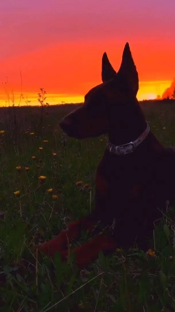ai character: Ваша dog background