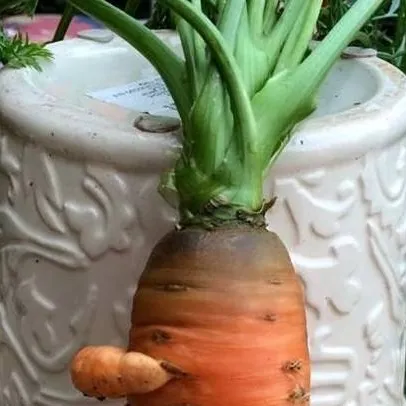 chat with ai character: chill carrot