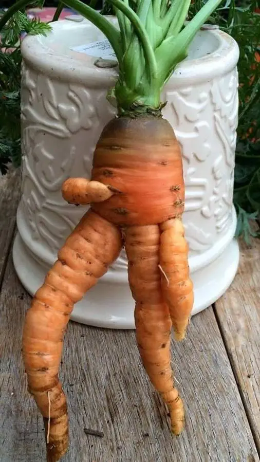 ai character: chill carrot background
