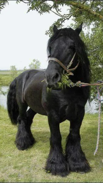 ai character: Wild Shire background